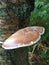 Large shelf fungi on tree bark in forest