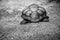 Large shell of an Aldabra giant tortoise