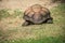 Large shell of an Aldabra giant tortoise