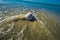 Large shell on the beach in tide