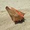 A large shell in the sand. Seashells on the beach