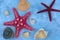 Large shells and starfish