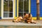 Large shepherd dog holding a stick in its teeth laying near the door of the house