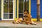 Large shepherd dog holding a stick laying near the door of the house