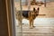 Large shepherd dog holding a stick near open door of house