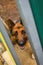 Large shepherd dog looks out of an open gate