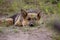 a large shepherd dog is resting