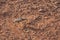 Large shield bug walking on desert ground in Western Australia