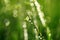 Large shiny drops of dew with a green meadow reflected in them a