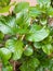 Large shiny hydrangea leaves, new leaves in spring