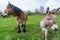 Large Shire Horse and small Donkey alongside each other