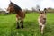 Large Shire Horse and small Donkey alongside one another in field