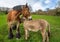 Large Shire Horse and small Donkey biting