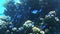 Large Shoal Of Bright Blue Stripped Tropical Fish In The Ocean Near Coral Reef. Lunar Fusilier Caesio Lunaris Swimming  Deep