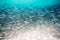 Large shoal of small gray fish underwater in the sea. Background of a lot of marine fish