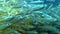 A large shoal of small sunbleak fish Leucaspius delineatus swims in the water. Freshwater fish