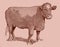 Large shorthorn bull isolated on a light pink background