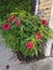 A large showy red Hibiscus flower.