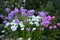 A large shrub of blooming Phlox. Multi-colored flowers. Flowering shrubs in the autumn garden design