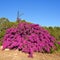 Large shrub of colorful bougainvillea