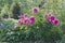 Large shrub pink peonies