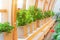 Large shrubs of pelargonium on the windows of the greenhouse