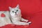 Large silver British cat against red background close up among scattered hearts