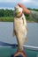 Large silver carp fisherman in his hand