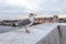 Large silver gull on the marble parapet of the observation deck