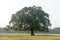 A large single banyan tree on a green meadow landscape. Rural scene vertical horizon over plain land. Environmental conservation