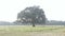 A large single banyan tree on a green meadow landscape. Rural scene vertical horizon over plain land. Environmental conservation