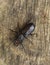 Large Single Cockroach Crawling on Log