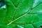 Large single leaf up close view of cell walls and thick yellow veins