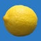 Large Single Lemon