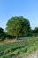 Large single maple tree on sunny summer day in green field with blue sky