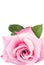 Large Single Pink Rose White Background