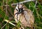 Large Six-spotted Fishing Spider on a leaf; Okefenokee National Wildlife Refuge, Georgia