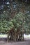 Large size banyan tree with lots of roots