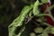 Large Size Flesh Fly mating on the plant leaf