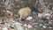 A large size pig is searching food on waste in India