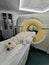 A large sized dog getting a PET scan