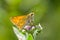 Large Skiper (Ochlodes sylvanus) butterfly