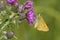 Large Skipper