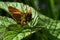 Large skipper butterflies Ochlodes sylvanus