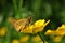 Large skipper butterflies Ochlodes sylvanus