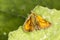 Large skipper butterfly from Lower Saxony, Germany, Europe