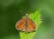 Large Skipper butterfly - Ochlodes sylvanus resting on a bramble leaf.
