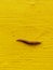 A large slimy, slippery, sticky slug crawls along a yellow painted textured wall.