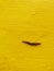 A large slimy slug crawls along a yellow wall