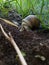 A large slimy wild snail hidden in its cottage in a field among the stalks of grass during the day